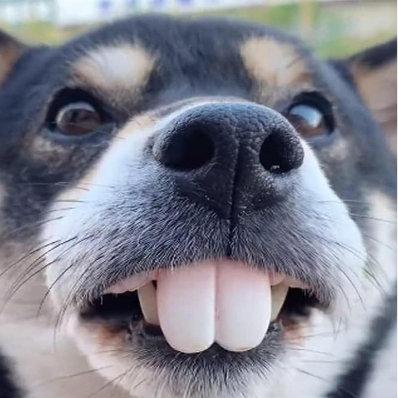 ペットコーギー犬入れ歯おもちゃウサギフロントバックティースカ - 3D Printing Tooth のレビューと価格