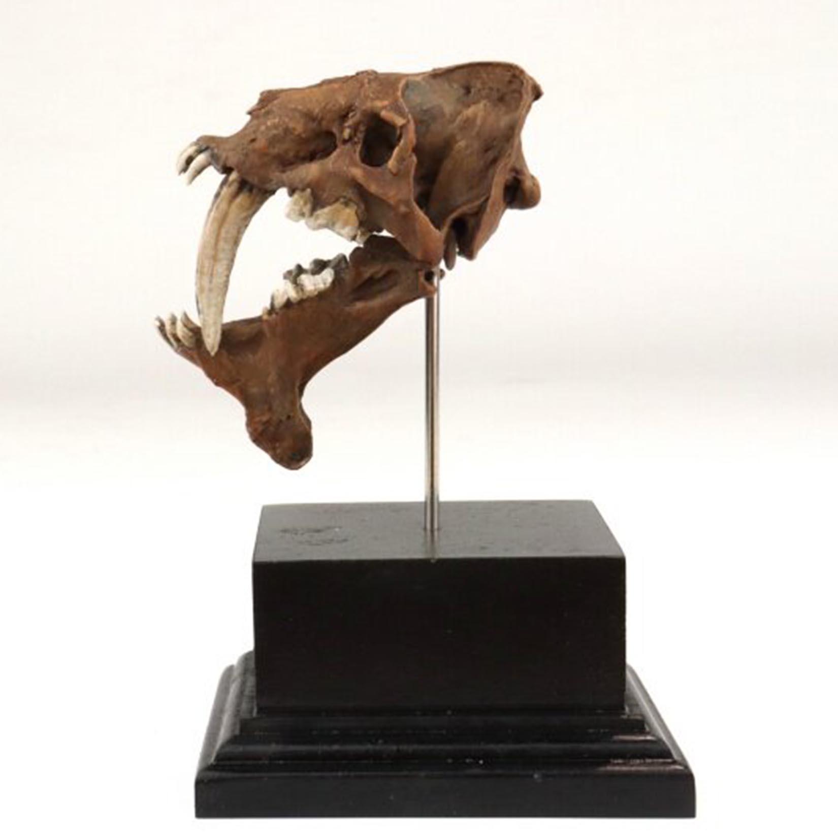 スミロドン頭蓋骨モデル 3D プリントサーベル歯虎化石先史時 - 3D Printing Tooth のレビューと価格