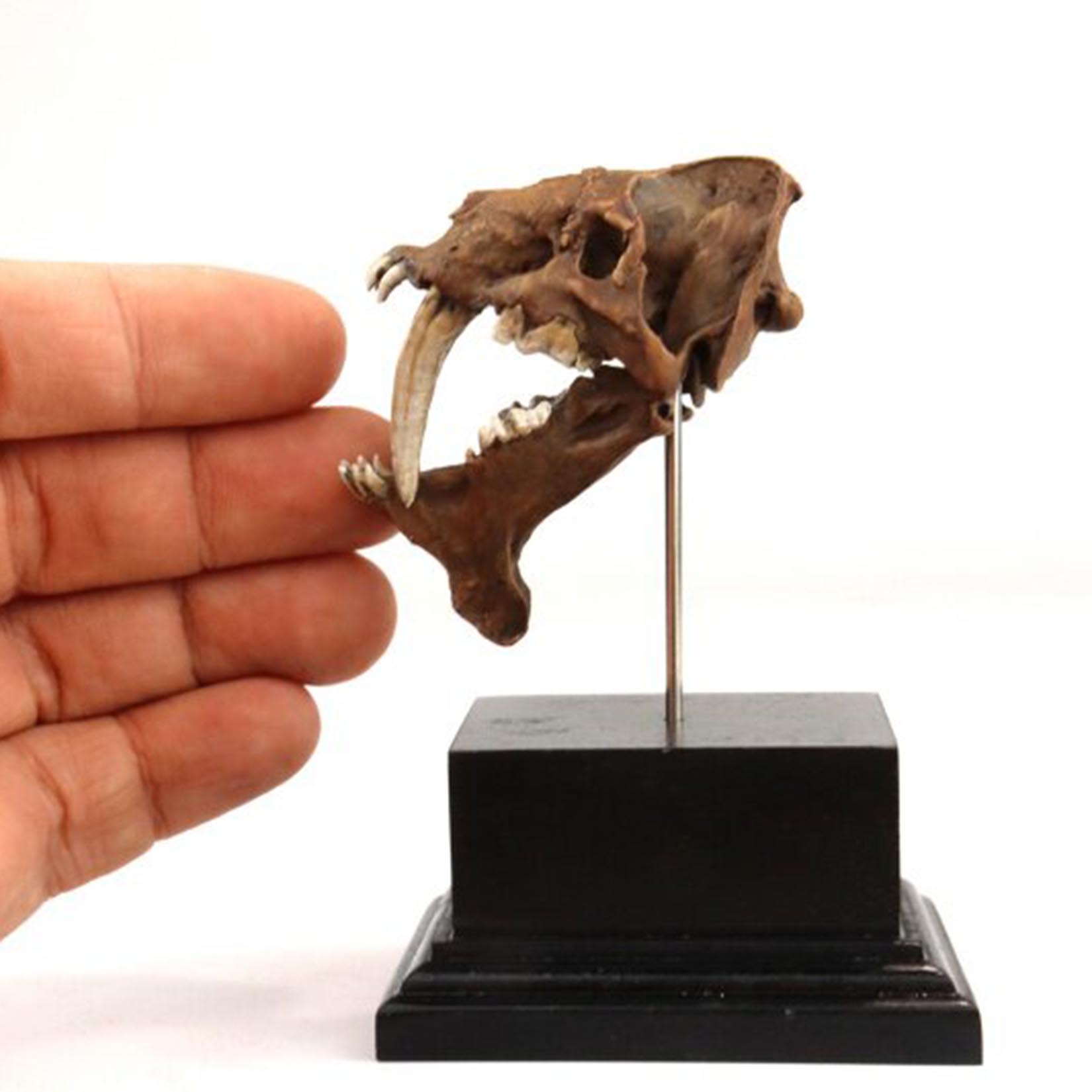 スミロドン頭蓋骨モデル 3D プリントサーベル歯虎化石先史時 - 3D Printing Tooth のレビューと価格