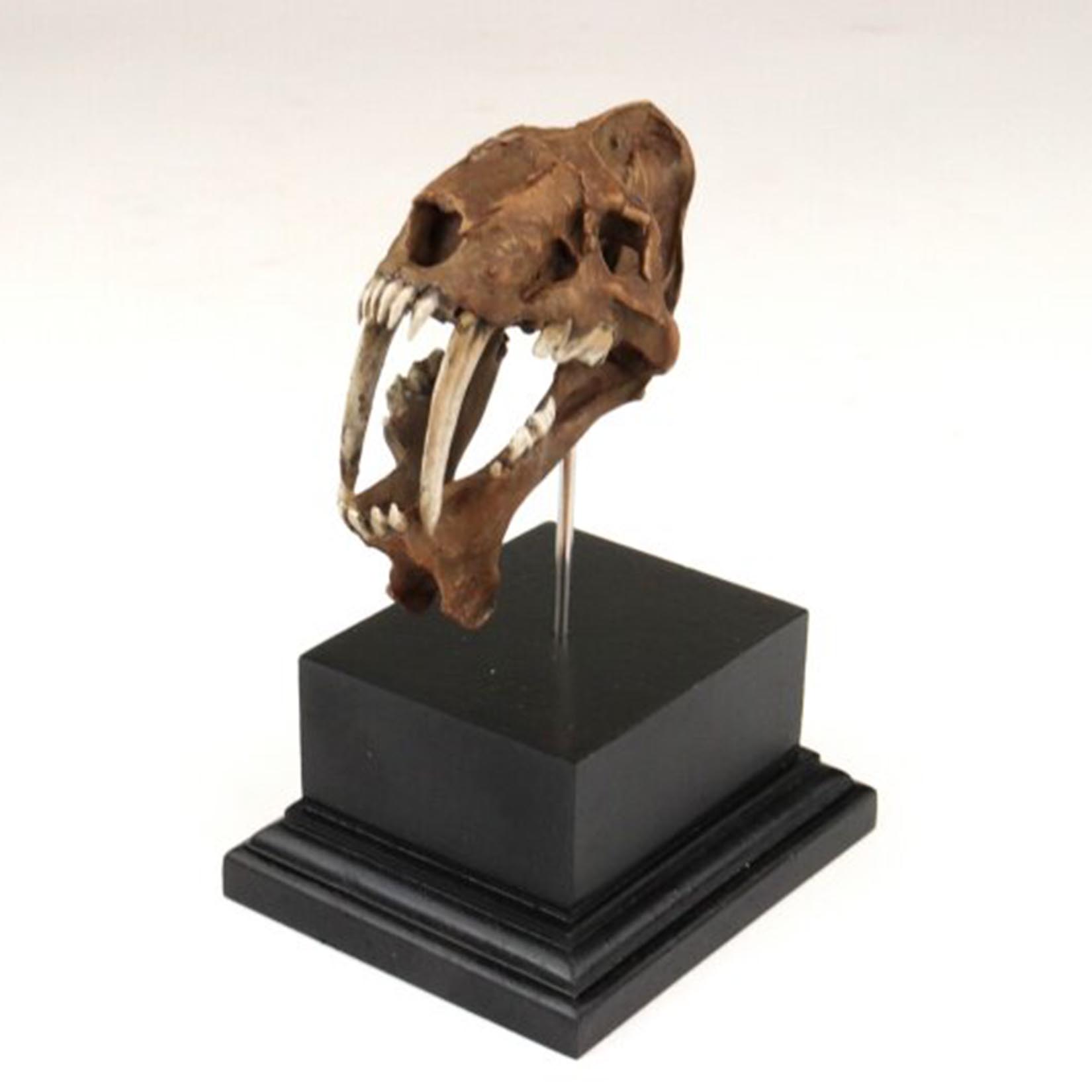 スミロドン頭蓋骨モデル 3D プリントサーベル歯虎化石先史時 - 3D Printing Tooth のレビューと価格